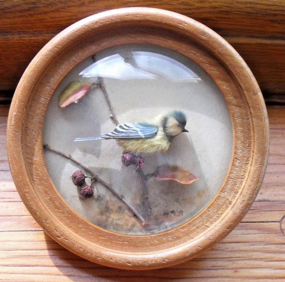 Great Tit (Version 5)